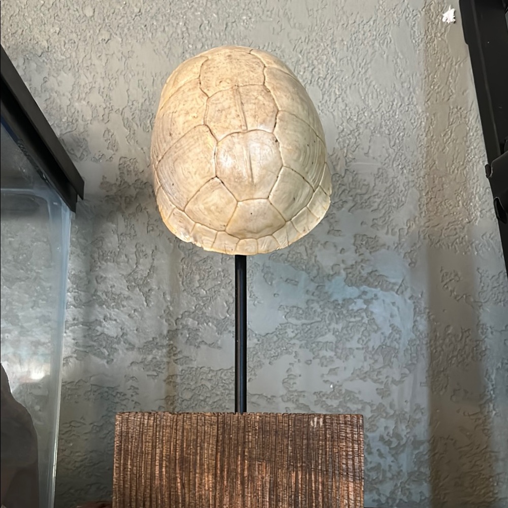 Decorative Turtle Shell on Stand
